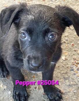 Rescue Mixed Breed Dogs for Adoption in Mexia, Texas - Pepper | PetCurious