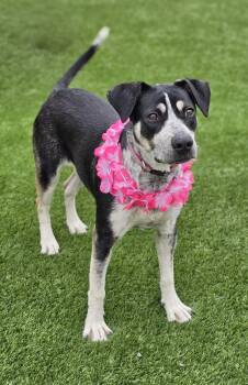 Australian Cattle Dog Blue Heeler and Beagle Dogs Available for Adoption - Cali | PetCurious