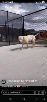 American Bulldog Dogs Available for Adoption in Lakeland, Florida - Angel | PetCurious