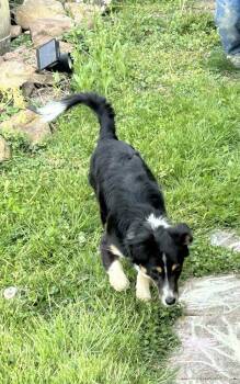 Shetland Sheepdog Sheltie Dogs Available for Adoption in Aurora, Indiana - Sylvie | PetCurious