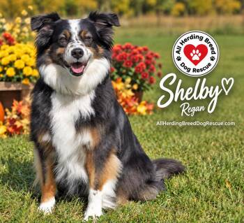Shelby -  Australian Shepherd Dog for Adoption in Joliet, Illinois - Shelby | PetCurious