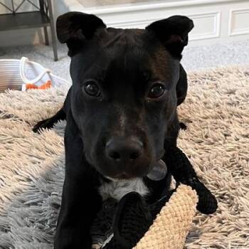 Drill -  Mixed Breed Dog for Adoption in Merriam, Kansas - Drill | PetCurious