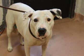 Rescue Mixed Breed Dogs for Adoption in Columbia, South Carolina - COCO | PetCurious