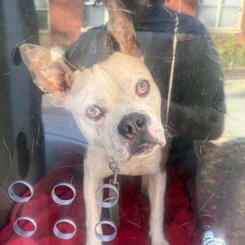 Tyson -  Mixed Breed Dog for Adoption in Philadelphia, Pennsylvania - Tyson | PetCurious
