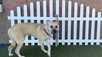 Mastiff Dogs Available for Adoption - PHARAOH | PetCurious