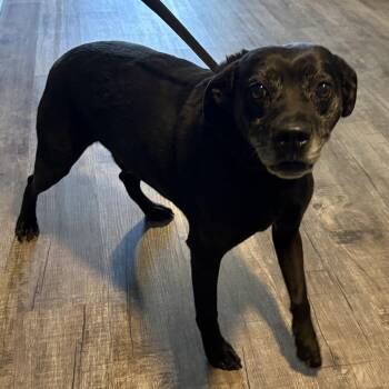 Gunner -  Black Labrador Retriever Dog for Adoption in Jefferson City, Tennessee - Gunner | PetCurious