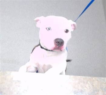 TEN -  Boxer and Mixed Breed Dog for Adoption in Omaha, Nebraska - TEN | PetCurious