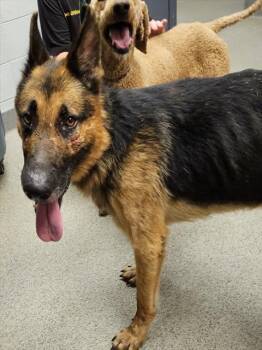 LUCAS -  German Shepherd Dog Dog for Adoption - LUCAS | PetCurious
