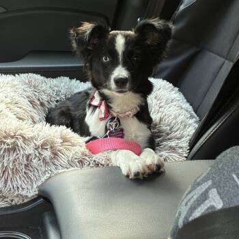 Daisy -  Australian Shepherd Dog for Adoption in Concord, North Carolina - Daisy | PetCurious