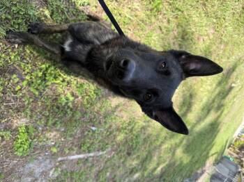 Dutch Shepherd Dogs Available for Adoption in Parrish, Florida - Sirius | PetCurious