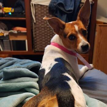 Rescue Jack Russell Terrier and Chihuahua Dogs for Adoption in Oklahoma City, Oklahoma - Trixie | PetCurious