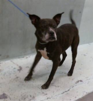 Rescue Staffordshire Bull Terrier and Mixed Breed Dogs for Adoption in Houston, Texas - PETUNIA | PetCurious