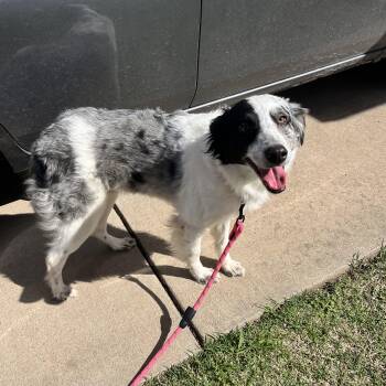 Australian Shepherd and Border Collie Dogs Available for Adoption - Cookie | PetCurious