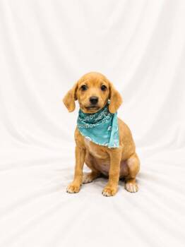 Mixed Breed Dogs Available for Adoption in Canal Winchester, Ohio - Rosie | PetCurious