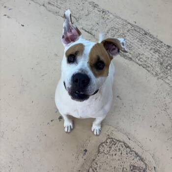 Alvin -  Mixed Breed Dog for Adoption in Wheeling, Illinois - Alvin | PetCurious