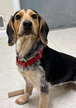 Beagle Dogs Available for Adoption in Fall River, Massachusetts - Asiago | PetCurious