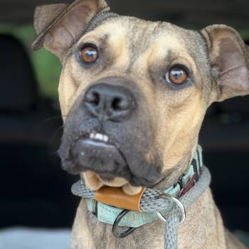 Creek with the cutest underbite -  American Staffordshire Terrier Dog for Adoption in Houston, Texas - Creek With The Cutest Underbite | PetCurious