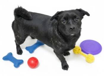 Curly Tail -  Terrier and Mixed Breed Dog for Adoption in Bridgewater, New Jersey - Curly Tail | PetCurious