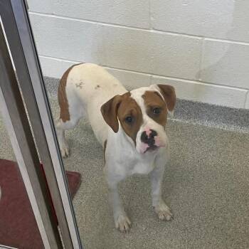 Pit Bull Terrier and Mixed Breed Dogs Available for Adoption in Matteson, Illinois - Angel | PetCurious