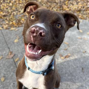 Pit Bull Terrier Dogs Available for Adoption - Hermit\ | PetCurious