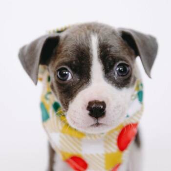 Petey *Arriving 9/12* D12335 -  Catahoula Leopard Dog and Chihuahua Dog for Adoption - Petey *Arriving 9/12* D12335 | PetCurious