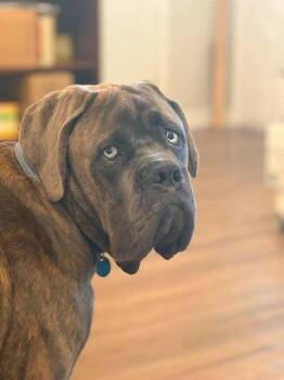 Hank (Mastiff) -  Mastiff Dog for Adoption in Brewster, New York - Hank (Mastiff) | PetCurious