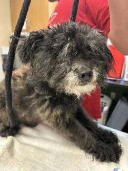 Larry -  Poodle and Mixed Breed Dog for Adoption in Kansas City, Missouri - Larry | PetCurious