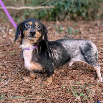 Hudson Bay 02-0404 -  Dachshund Dog for Adoption in Covington, Georgia - Hudson Bay 02-0404 | PetCurious