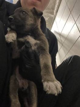 Australian Cattle Dog Blue Heeler Dogs Available for Adoption - FLORA | PetCurious