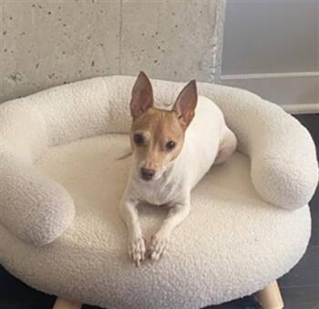 MI MI -  Parson Russell Terrier and Chihuahua Dog for Adoption in Derwood, Maryland - MI MI | PetCurious