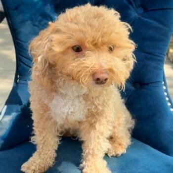 Bichon Frise and Poodle Dogs Available for Adoption in Zionsville, Indiana - Simba | PetCurious