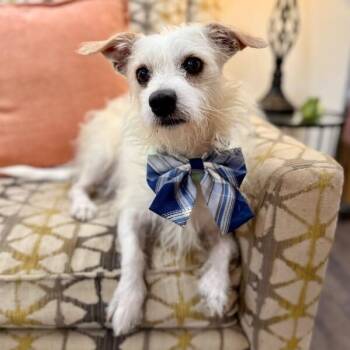 Yeti Mini Mountain Sheep -  Yorkshire Terrier and Chihuahua Dog for Adoption in Friendswood, Texas - Yeti Mini Mountain Sheep | PetCurious