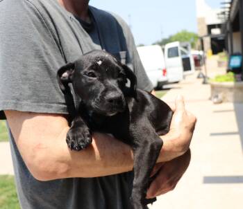 Rescue Labrador Retriever Dogs for Adoption in Pflugerville, Texas - Mae Mordabito | PetCurious