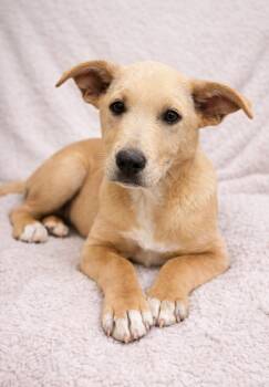 Labrador Retriever and Great Pyrenees Dogs Available for Adoption - Found Stray: Peyton | PetCurious
