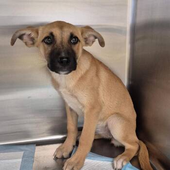 Shepherd Dogs Available for Adoption in Bastrop, Texas - Coral 26-05-141 | PetCurious