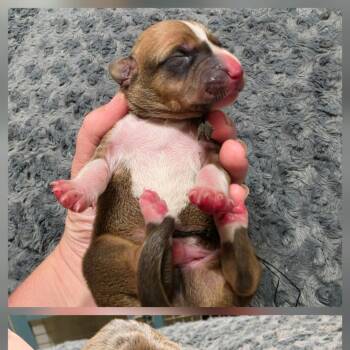 Buster -  Bluetick Coonhound and Pit Bull Terrier Dog for Adoption in Chesapeake, Virginia - Buster | PetCurious