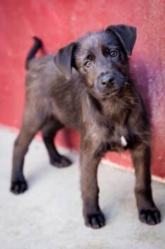 Australian Cattle Dog Blue Heeler Dogs Available for Adoption - Pipson | PetCurious