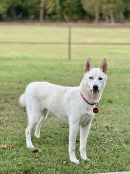 Rescue Siberian Husky and German Shepherd Dog Dogs for Adoption in Richardson, Texas - 25-067 Liora | PetCurious