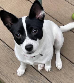 Laverne -  Chihuahua Dog for Adoption in Sunnyvale, California - Laverne | PetCurious