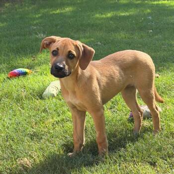 Biscotti -  Mixed Breed and None Dog for Adoption in Brownsboro, Alabama - Biscotti | PetCurious