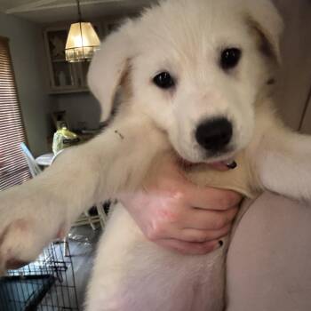 Avery -  Mixed Breed Dog for Adoption in Salisbury, North Carolina - Avery | PetCurious