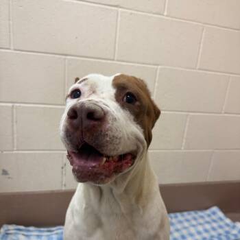Zeus -  Pit Bull Terrier Dog for Adoption in Reno, Nevada - Zeus | PetCurious