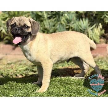 Cecil -  Pug Dog for Adoption in Inglewood, California - Cecil | PetCurious