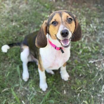 Daisy -  Beagle Dog for Adoption in Brownsboro, Alabama - Daisy | PetCurious