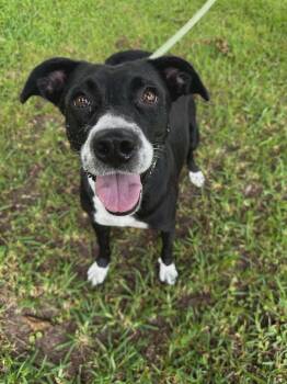 Sassy -  Chihuahua and Beagle Dog for Adoption in Panama City, Florida - Sassy | PetCurious