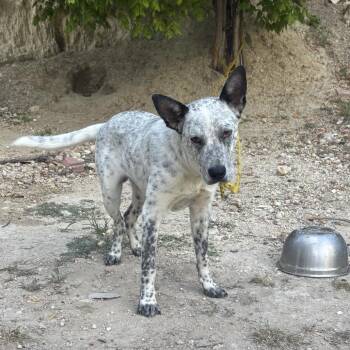Mav KCAC -  Australian Cattle Dog Blue Heeler and Mixed Breed Dog for Adoption in Kerrville, Texas - Mav KCAC | PetCurious