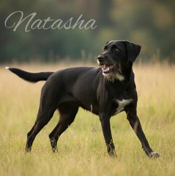 Rescue German Shepherd Dog and Labrador Retriever Dogs for Adoption in Lucas, Texas - NATASHA GS | PetCurious