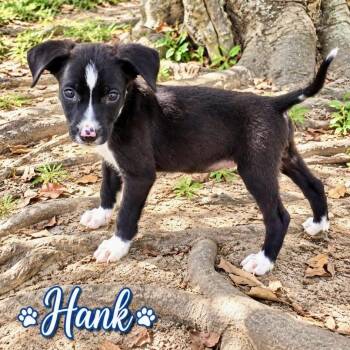 Hank -  Mixed Breed Dog for Adoption in Brewton, Alabama - Hank | PetCurious