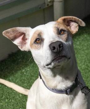 Terrier Dogs Available for Adoption in Encinitas, California - McNaldo | PetCurious