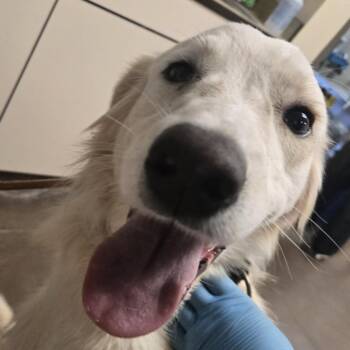 Peter -  Retriever and Mixed Breed Dog for Adoption in Flagstaff, Arizona - Peter | PetCurious